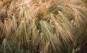 WT 183-03 Nepal Dew Barley